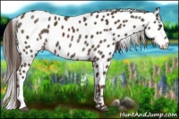 Horse Color:Liver Chestnut Appaloosa 