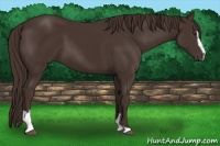 Horse Color:Liver Chestnut Sabino 