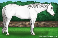 Horse Color:Liver Chestnut Sabino
