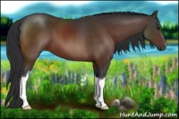Horse Color:Bay 