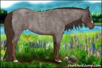 Horse Color:Liver Red Roan