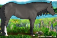 Horse Color:Grullo