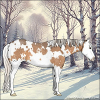 Horse Color:White Spotted Silver Buckskin Roan Splash 