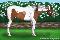 Horse Color:Buckskin Tobiano