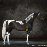 Horse Color:Midnight Liver Chestnut Mushroom Tobiano Rabicano