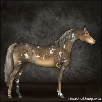Horse Color:White Spotted Chocolate Palomino