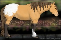 Horse Color:Buckskin Appaloosa 