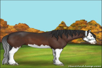 Horse Color:Bay Sabino Splash 