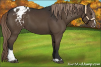 Horse Color:Liver Chestnut Sabino Appaloosa
