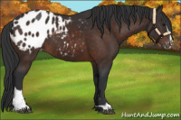 Horse Color:Brown Sabino Appaloosa 