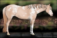 Horse Color:White Spotted Gold Champagne
