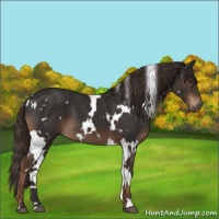 Horse Color:White Spotted Liver Chestnut