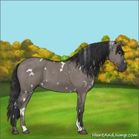 Horse Color:White Spotted Grullo 