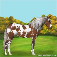 Horse Color:White Spotted Silver Buckskin 