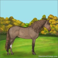 Horse Color:Liver Red Dun 