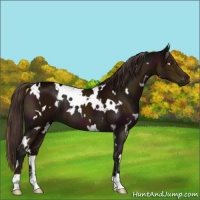 Horse Color:White Spotted Midnight Liver Chestnut