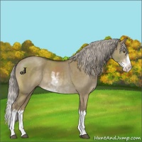 Horse Color:Chocolate Palomino Dun Mushroom Sabino Splash 