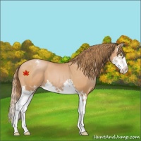 Horse Color:Bay Pearl Splash Appaloosa 