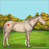 Horse Color:Red Roan Pearl 