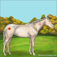 Horse Color:Gold Champagne Pearl Rabicano 