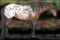 Horse Color:Bay Appaloosa  and Brown Appaloosa 