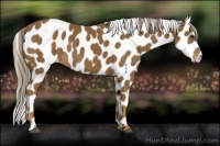 Horse Color:Chocolate Palomino Appaloosa 