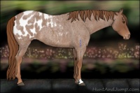 Horse Color:Red Roan Appaloosa 