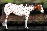 Horse Color:Brown Sabino Splash Appaloosa 
