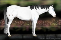 Horse Color:Brown Splash Near Fewspot 
