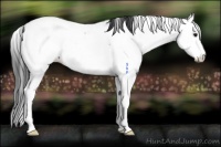 Horse Color:Black Splash Fewspot 