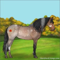 Horse Color:Brown 