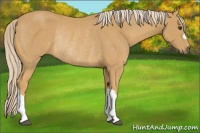 Horse Color:Palomino Rabicano 