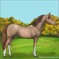 Horse Color:Liver Chestnut Pearl 