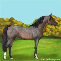 Horse Color:Brown Roan