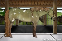 Horse Color:White Spotted Liver Red Dun Sabino