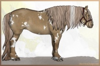 Horse Color:White Spotted Chocolate Palomino Dun 