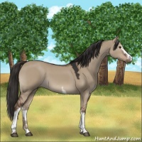 Horse Color:White Spotted Liver Red Dun 