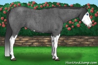 Horse Color:Blue Roan Splash 