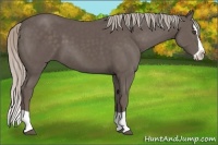 Horse Color:Silver Black Splash 