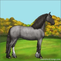 Horse Color:Smoky Blue Roan 