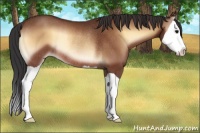Horse Color:Bay Onyx Splash Rabicano 
