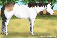 Horse Color:Bay Onyx Splash
