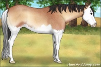 Horse Color:Bay Roan Onyx Splash 