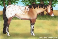 Horse Color:Bay Onyx Appaloosa