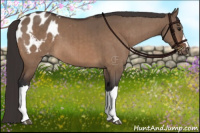 Horse Color:Brown Dun Appaloosa Brindle 