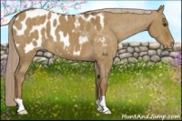 Horse Color:Chocolate Palomino Dun Appaloosa Brindle