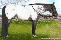Horse Color:Brown Dun Appaloosa Brindle 