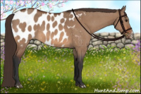 Horse Color:Bay Dun Appaloosa Brindle 