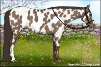 Horse Color:Liver Red Dun Appaloosa Brindle 
