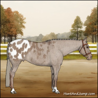Horse Color:Liver Red Dun Mushroom Blanket Brindle 